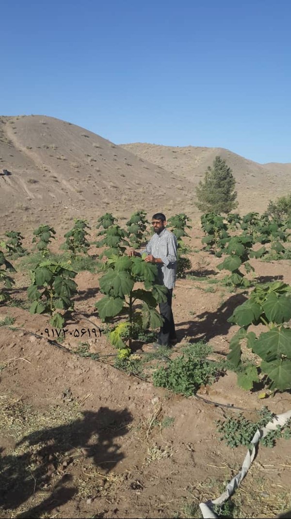 باغ پالونیا کرمان مزرعه چوب پالونیا رفسنجان کرمان نهال پالونیا هیبرید اصلاح شده نهال ریشه دار پالونیا ریشه درخت پالونیا ریشه پالونیا قیمت نهال پالونیا مشاوره رایگان پالونیا مزرعه پالونیا